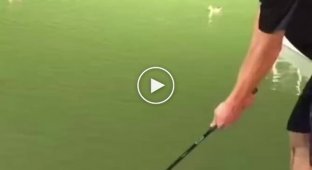 Golf shot and duck