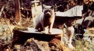 Як знімали фільм "Цвинтар домашніх тварин": кадри зі зйомок та 15 цікавих фактів про фільм (16 фото)