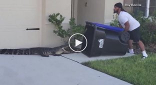 Мужчина поймал аллигатора с помощью мусорного контейнера