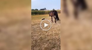 The cat and the horse scared each other