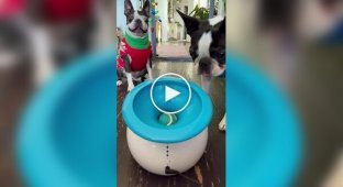 A dog loves to catch a ball