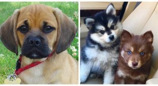 26 incredibly cute mixed-breed puppies that you will definitely want to settle at home (27 photos)