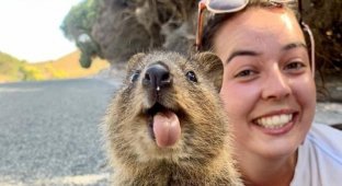 Квокка - улыбчивый зверек из Австралии, которого можно назвать самым позитивным животным в мире (14 фото)