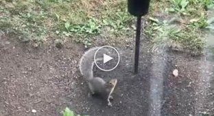 A smart squirrel found its way to a bird feeder