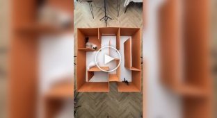 Adventures of cats in a maze