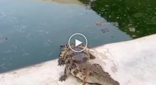 Современный метод разгона крокодилов