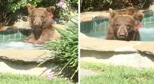Медведь пробрался в джакузи жителя США и выпил его коктейль (3 фото + 1 видео)
