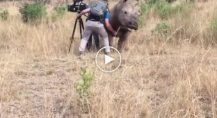 Rhino meets cameraman