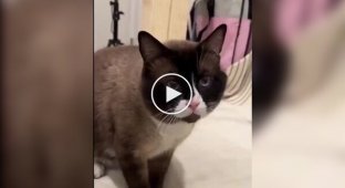 Приемного кота хотели усыпить из-за агрессивности, но девушка сделала невозможное