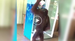 An orangutan went into a cafe, drank and did not pay