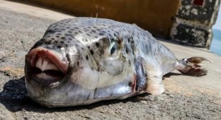 В Средиземном море появились особо опасные рыбы, которые могут легко откусить палец (фото + видео)