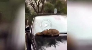 Кот греет мордочку под капотом машины