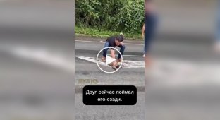 People helped a sloth cross the road