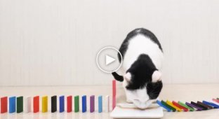 Домино и коты. Видео для очистки разума