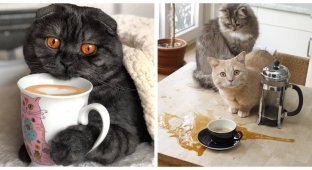 Cats and coffee (30 photos)
