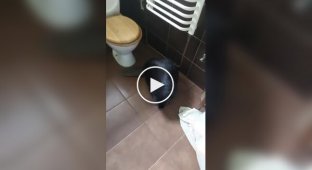 Обычное домашнее животное в Польше