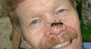 Энтомолог составил шкалу боли от укуса кусавших его насекомых (11 фото)