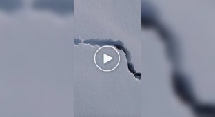 Вовкогін: вовки прорили собі тунель у снігу