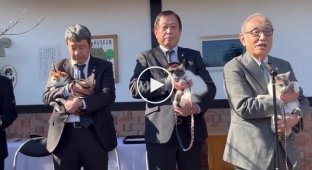 Новая кошка-смотритель на станции Кинокава вступила в должность