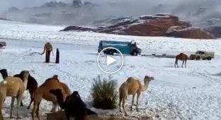 The camels are shocked. It snowed in Saudi Arabia