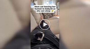 A cunning cat She "sold" kittens to a man so she could get a good night's sleep.
