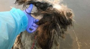 This homeless, fur-covered dog was picked up on the street, and no one could identify its breed (9 photos)