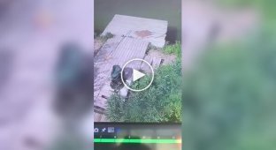 Тварини (короткі відео). Випуск 100