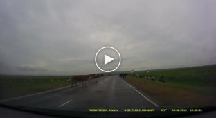Пожилой водитель сбил корову на трассе