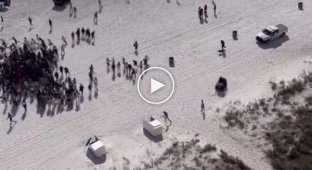 Американці вирішили масово покинути пляж, коли поліцейські привели собаку-шукача