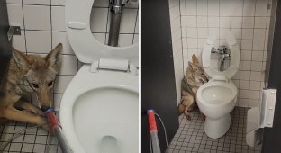 A coyote wandered into the toilet of a school in California (3 photos + 1 video)