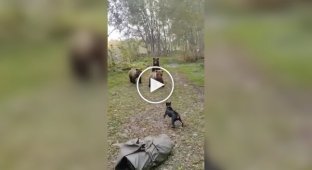 A dog and a bear family meet in the forest.