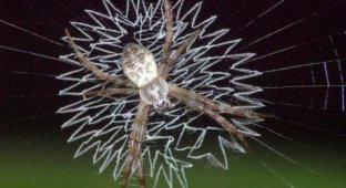 Пауки украшают паутину (14 фото)