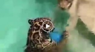 Большие кошки резвятся в бассейне