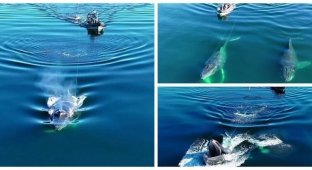 Горбатый кит, запутавшись в рыболовных снастях, проявил чудеса акробатики (7 фото + 1 видео)
