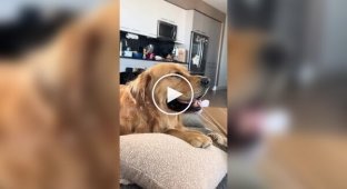 Dog's reaction to a cat's heavy look