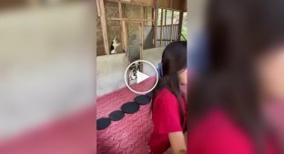 Девушка принимает бездомных животных из окрестностей у себя дома и ухаживает за ними