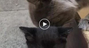 Кошка атаковала кота, напугавшего её детеныша