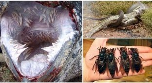 19 proofs that there is nothing scarier than nature (23 photos)