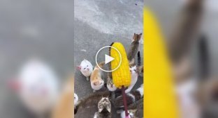 Пушистый любитель кукурузы