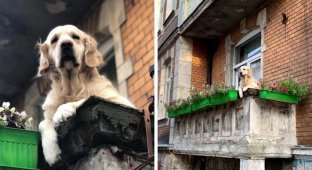 Cute dog just sat on the balcony, and became the main attraction of Gdansk (9 photos)