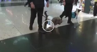 Therapy dogs appeared at Turkish airport