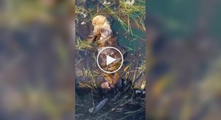 Калан отдыхает в водорослях