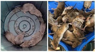 Автралийский город Карумба захватили крысы (2 фото + 1 видео)