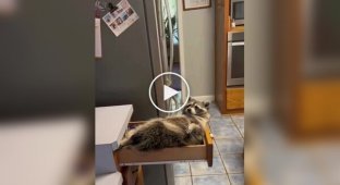 From the life of raccoons