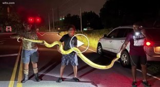 A 3.6-long python was caught on the street in the US meters