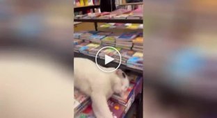 The cat prevents the woman from taking a book from the store