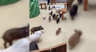 A new trend in Japan is a cafe where you can cuddle with pigs (4 photos + 1 video)