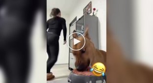 Experiment in which dogs ignore "robbers" for lunch