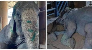 After 80 years of slave labor, a female elephant named Grandma Somboon has finally found peace in a shelter (5 photos + 1 video)