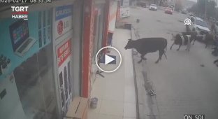 Коровы нагрянули в магазин бытовой техники в Турции